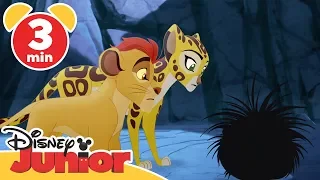 Løvenes garde | Historien om Zimwe - Disney Junior Norge