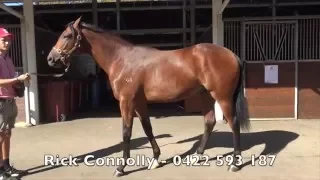 2016 Inglis Easter High Chaparral x Attilia Colt - Tony McEvoy