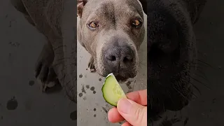 My Dog's Favorite Treats 🥒🍉 #dogs #bullybreed #shorts