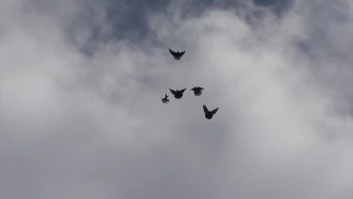 Полеты голубей 31.05.2017