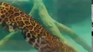 Amazing Tiger Attack on Crocodile