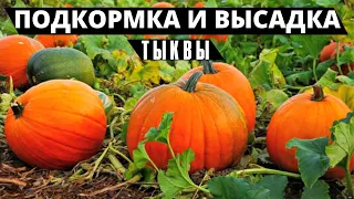 ПРОЖОРЛИВАЯ КРАСАВИЦА | Подкормка и высадка тыквы в открытый грунт