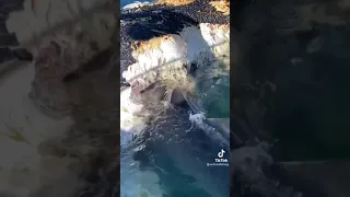 Angry tiger sharks 😱😱🦈🦈 #shorts #sharks #wild #animals #fyp #viral