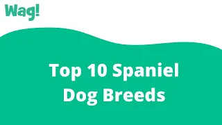 Top 10 Spaniel Dog Breeds | Wag!
