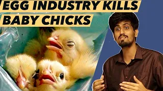 Egg Industry Kills Baby Chicks | Exposing Egg Industry | Animal Rights Lecture | Veganism