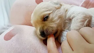 A woman found a puppy in the trash, took care of it daily and the camera recorded the changes