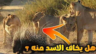 اكتشف أسرار الأسد الغامضة واستمع لحقائق مدهشة عن ملك الغابة لم تسمع بها من قبل!