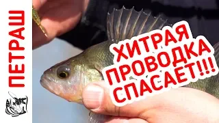 Fishing in 2018! A lot of perch caught this wiring! Mikrodzhig for the beginner