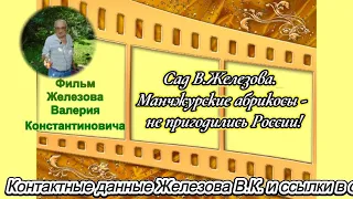 Сад В. Железова.   Манчжурские абрикосы - не пригодились России!