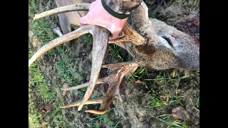 First buck! Split brow tine!!