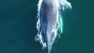 Звуки кита