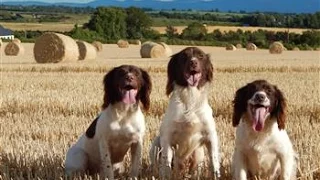 Roughshooting with Springer spaniels in Ireland 21 nov 15