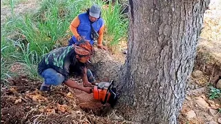 Mantap ‼️ Tebang trembesi tua serat padat menghitam.