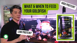 Is Your Goldfish Digesting Protein? | Low vs high protein, ideal water temperature