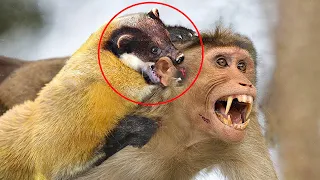 Moments When Martens Kill Almost Everything! Yellow Throated Marten Attacking monkey