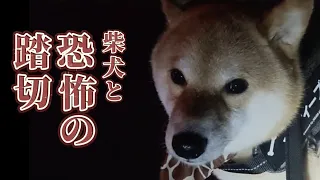 【柴犬アテレコ】恐怖でしゃべくりたおす柴犬