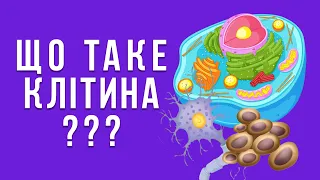 Що таке клітина? Види клітин, їхня будова та функції. Клітинна теорія