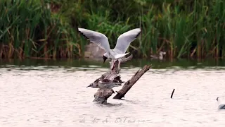 Озёрная чайка - BLACK-HEADED GULL (Larus ridibundus)