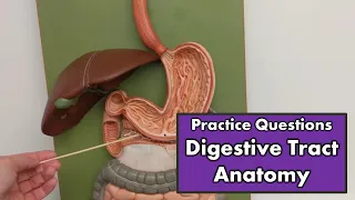 Digestive Tract Anatomy | Review and Practice