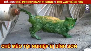 Giải Cứu Mèo Con Bị Rơi Vào Thùng Sơn Vô Cùng Đáng Thương || Review Con Người Và Cuộc Sống (P15)