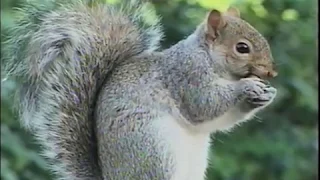 Britain's cleverest animals : A tale of two squirrels