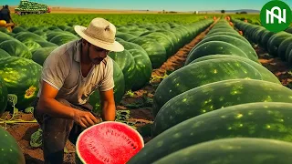 50The Most Modern Agriculture Machines That Are At Another Level, How To Harvest Watermelons In Farm