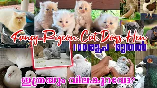 😻100രൂപ മുതൽ💝Fancy Pigeon💥Cat💚Dogs😻Hen💛Pets Sale Kerala😎Exotic Birds💫Pravu Valarthal😘Cat Farm Kerala