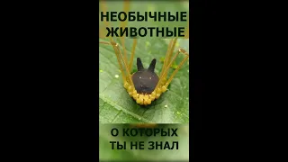 НЕОБЫЧНЫЕ ЖИВОТНЫЕ, О СУЩЕСТВОВАНИИ КОТОРЫХ ТЫ НЕ ЗНАЛ #SHORTS