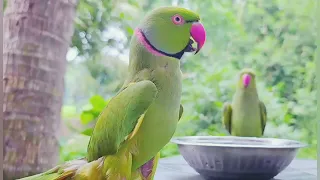 Beautiful ringneck parrots amazing talking vedio |@MZaviary