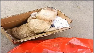 A 1-week-old puppy lies shivering in a cardboard box - struggling desperately -crying for its mother