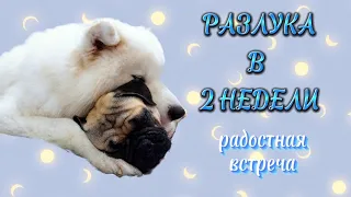 Как собаки встречают хозяев после длительной разлуки 🥰 Самоед и мопс 🐶 Samoyed Pug Dog