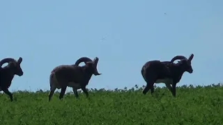 Fallow deer and Mouflon (Daňci a mufloni / Damhirsch und Mufflon)