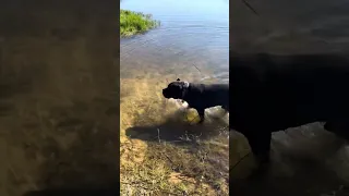 Сходили к водоему и домой) На прежнем месте жительства водоем сказочный конечно. Но и тут норм 🥰