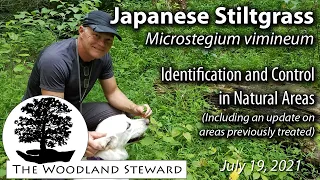 Japanese Stiltgrass Identification and Control in Natural Areas (Updated) – July 19, 2021