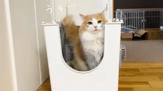 【猫の便秘対策】この3つを行ったらすぐに効果がありました！