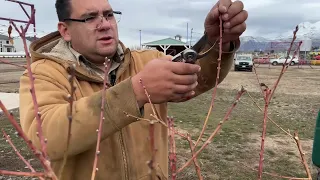 How to Prune a Three (3) Year Old Peach Tree