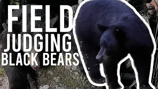 How To Field Judge Black Bears