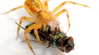 Araña comiendo Mosca Verde | Bajo el Microscopio