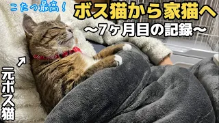 【野良猫から家猫へ】7ヶ月目の記録｜ほぼぬいぐるみになりました。