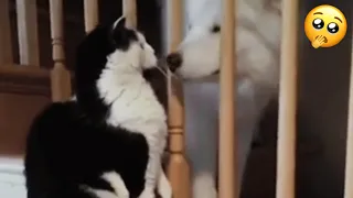 CATS vs DOGS! 🐱🐶 Funny Cats And Dogs Vines For A Good Mood 😊