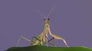 Praying Mantis Documentary