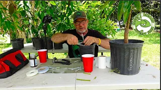 How To Graft Your Own Mango Tree