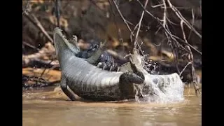 Jaguar Vs Crocodile "Best EVER" Brutal Fight to Death - No Mercy