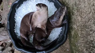 River Otters Romp and Play in Ice