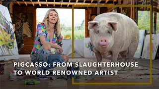 Pigcasso: From slaughterhouse to world renowned artist