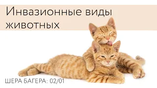 Инвазивные виды животных