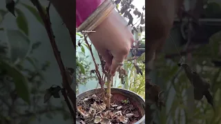 Revive your dried /underwatered plant