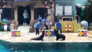 Sea lion's volleyball game