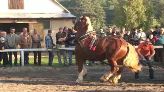 XVI Wojewódzka Wystawa Aukcja Ogierów Zimnokrwistych Próba Zaprzęgowa Zabajka 2016