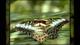 Tango Butterfly in Russian